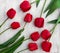 Red buds tulips on white painted wooden background. Top view, flat lay. Decoration of valentine day, woman`s day