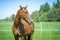 Red budyonny mare horse