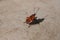 Red bug. beetle of soldiers. The beetle Pyrrhocoris apterus sits on the ground with a mustache raised up, lit by the sun, and