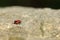 Red bug with black dots firebug on wooden and sandstone background