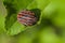 Red bug with black stripes sits on a leaf