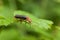 Red bug on blade grass, animal armor beetle. Firefly insect