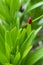 The red bug climbed to the top of the plant in the spring, during the breeding season to search for the female