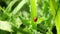 Red bug on green leaves