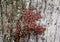 Red bugs bask in the sun on tree bark. Autumn warm-soldiers for beetles