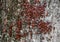 Red bugs bask in the sun on tree bark. Autumn warm-soldiers for beetles