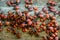 Red bugs colony located on the wooden fence during summer day