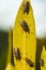 red bugs (lygaeus equestris) on a plant