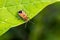 Red bugs Pyrrhocoridae perching on green leaf