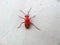 RED BUGS, RED STAINERS, GIANT