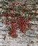 Red bugs in the sun on tree bark. Autumn warm-soldiers for beetles