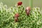 Red bugs on umbellifers, Spilostethus saxatilis