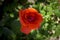 Red bulgarian rose looks amazingly beautiful in garden. A symbol of romance and love.