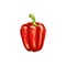 Red bulgarian sweet pepper isolated veggie sketch