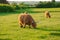 Red bull chews grass. Highland breed. Farming and cow breeding.Furry highland cows graze on the green meadow.Scottish