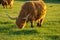 red bull in green grass.Furry highland cows graze on the green meadow.Scottish cows in the pasture in the sunshine