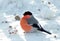 The red bullfinch sits on clear snow. A male songbird, the bullfinch in winter. Bird close-up. Wild bird. Bullfinch in the forest