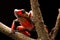 Red bullseye harlequin poison dart frog oophaga histrionica