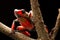 Red bullseye harlequin poison dart frog, oophaga histrionica