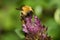 Red bumblebee pollinates a flower