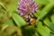 Red bumblebee pollinates a flower