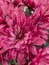 Red bunch of blooming Dahlia flowers in the garden