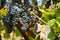 Red Bunches of Grapes in the Vineyard