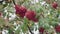 Red bunches of ripe mountain ash in autumn on the wind