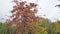 Red bunches of ripe mountain ash in autumn on the wind