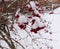 Red bunches of rowan covered with the first snow