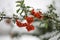 Red bunches of Rowan covered with the first snow