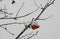 Red, bunches, rowan, covered, winter, hoarfrost, background, bright, snow, white, ashberry, tree, closeup, christmas, season, fore