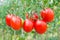 Red bunches of tomatoes close-up on a background of the garden