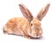 red bunny rabbit isolated on white background sits Easter holida