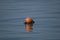 Red buoy beacon on a blue sea