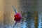 A red buoy floats on the surface of the lake