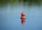 Red buoy on quiet river with resting on it ducks o