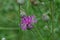 Red burdock flower on the stalk in the park