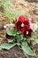 Red and burgundy flower pansy growing in a garden