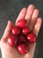 Red, burgundy sweet ripe cherries in the palm of the hand on a black tabletop background