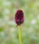 Red Burnet Flower in Alaska