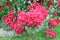 Red bush rhododendron