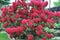 Red bush rhododendron