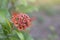 Red bush willow bloom in the garden with sunlight on nature background.