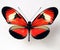 Red butterfly isolated on white, Heliconius macro close up, collection butterflies, insect