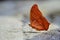 Red butterfly (Tawny Rajah, Charaxes bernardus)