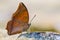 Red butterfly (Tawny Rajah, Charaxes bernardus)