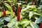 Red Button Ginger costus or spiral gingers Flowers