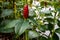 Red Button Ginger costus or spiral gingers Flowers