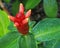 Red Button Ginger flower in bloom